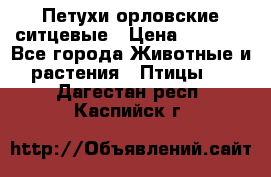 Петухи орловские ситцевые › Цена ­ 1 000 - Все города Животные и растения » Птицы   . Дагестан респ.,Каспийск г.